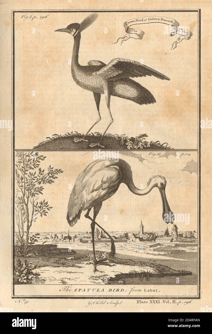 Il Corona-uccello, o Guinea-Peacock. La spatola-uccello. Gambia 1745 vecchia stampa Foto Stock