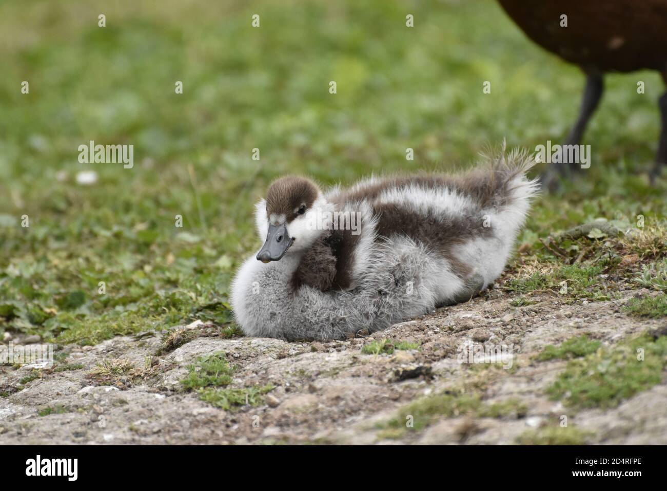 Uccelli acquatici nel parco Foto Stock