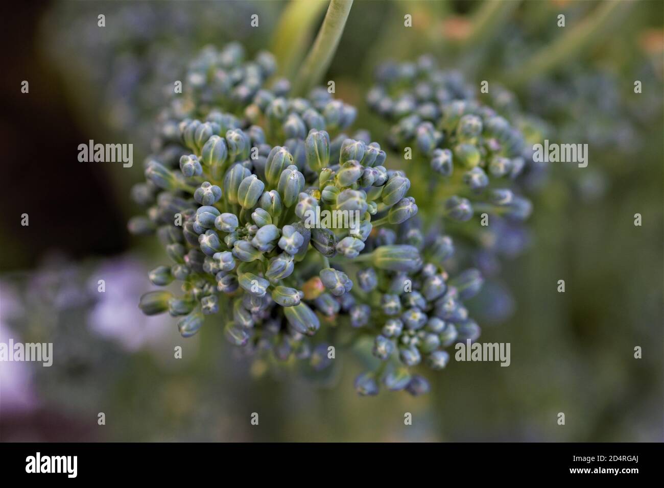 broccoli con gocce d'acqua da vicino Foto Stock