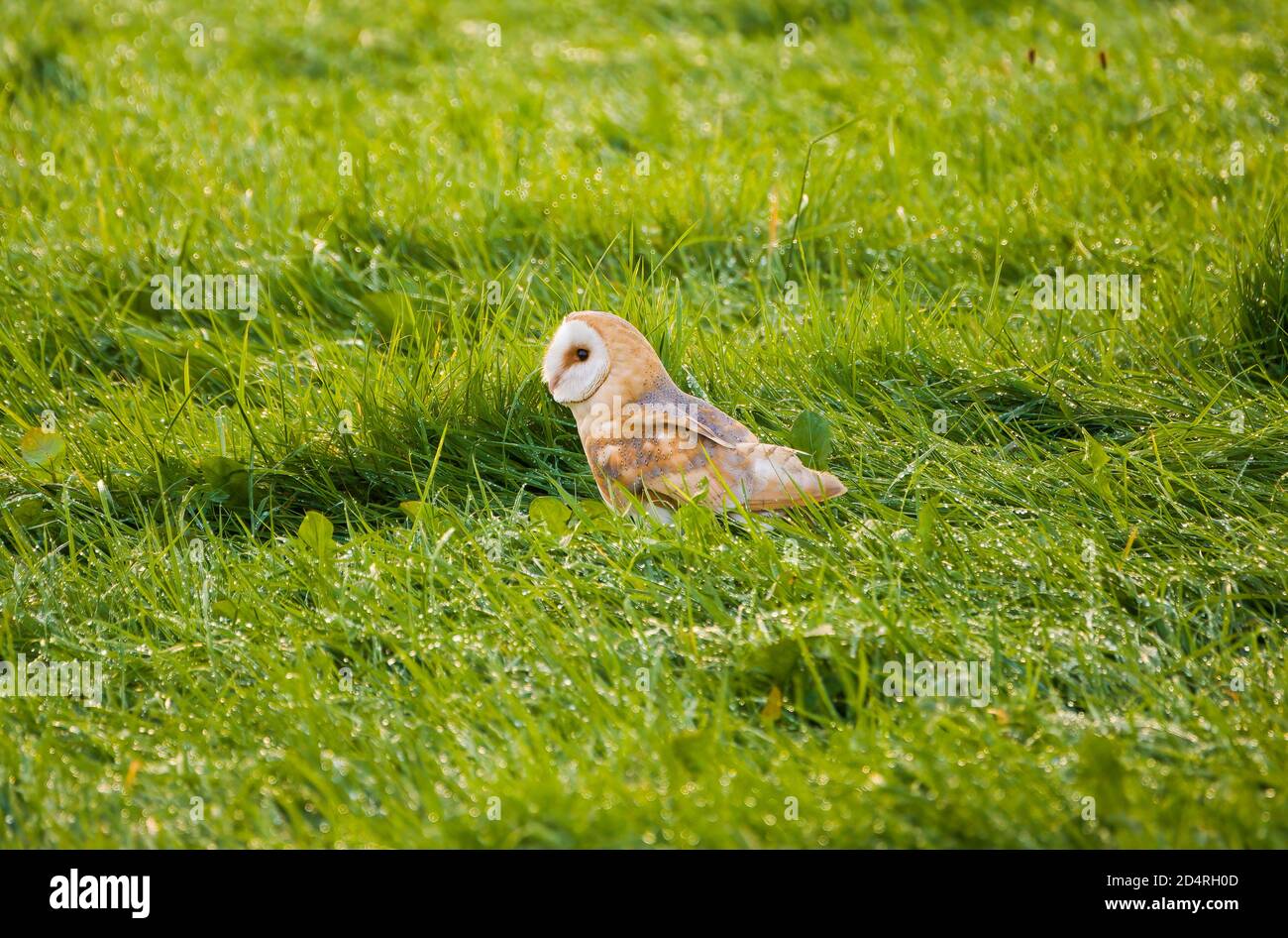 Un Barn Owl caccia in erba bagnata lunga Foto Stock