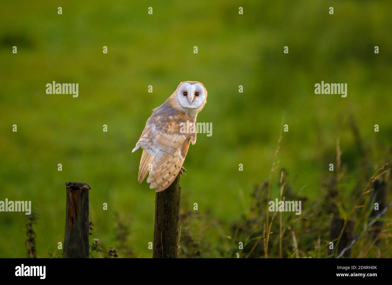 Un Barn Owl che perching sul posto di recinzione nel Lake District, Regno Unito Foto Stock
