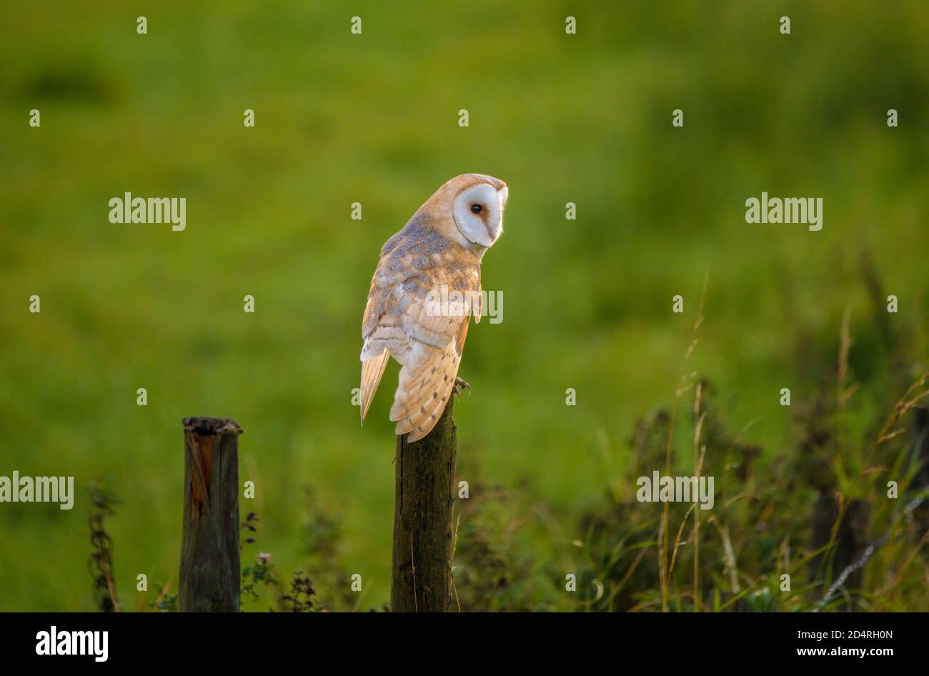 Un Barn Owl che perching sul posto di recinzione nel Lake District, Regno Unito Foto Stock