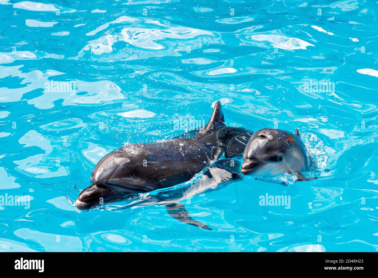 Cura, riabilitazione, bagno, immersioni, giochi, divertimento e divertimento con un delfino in una piscina di acqua di mare. delfinario, oceanarium Foto Stock