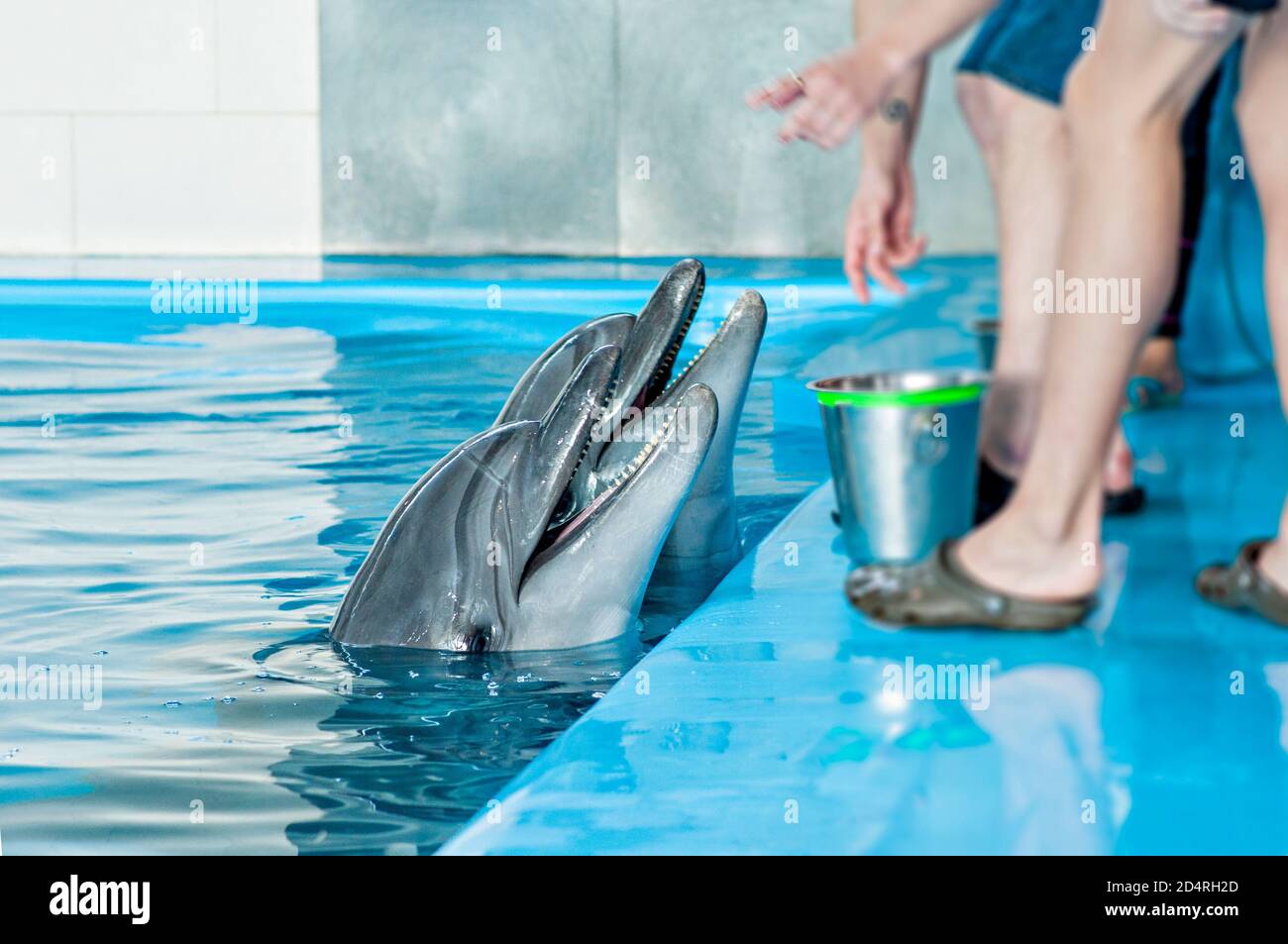 Cura, riabilitazione, bagno, immersioni, giochi, divertimento e divertimento con un delfino in una piscina di acqua di mare. delfinario, oceanarium Foto Stock