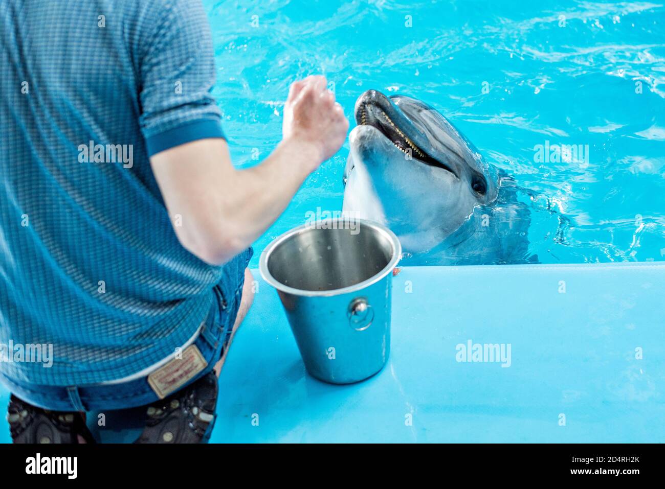 Cura, riabilitazione, bagno, immersioni, giochi, divertimento e divertimento con un delfino in una piscina di acqua di mare. delfinario, oceanarium Foto Stock