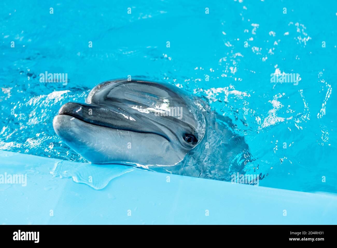 Cura, riabilitazione, bagno, immersioni, giochi, divertimento e divertimento con un delfino in una piscina di acqua di mare. delfinario, oceanarium Foto Stock