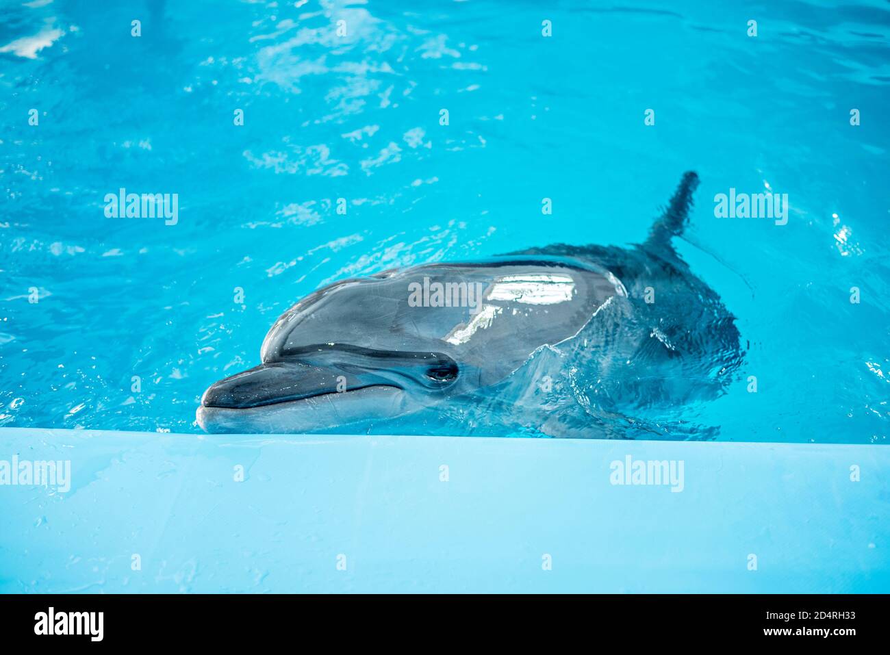 Cura, riabilitazione, bagno, immersioni, giochi, divertimento e divertimento con un delfino in una piscina di acqua di mare. delfinario, oceanarium Foto Stock