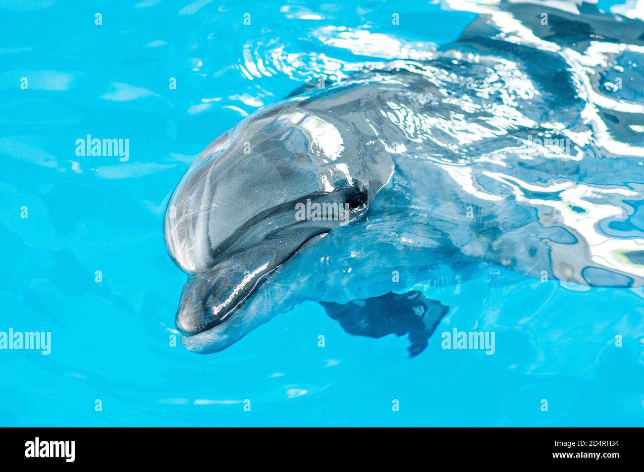 Cura, riabilitazione, bagno, immersioni, giochi, divertimento e divertimento con un delfino in una piscina di acqua di mare. delfinario, oceanarium Foto Stock