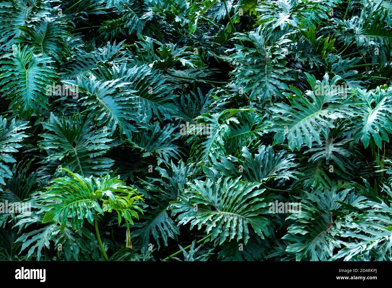 Piante autoctone trovate nella foresta atlantica Biome del sud-est Brasile Foto Stock