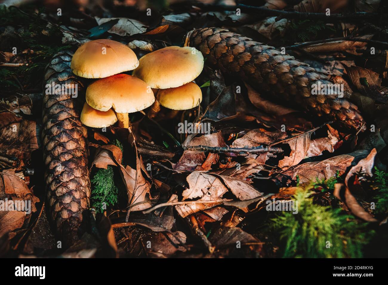 Hypholoma fasciculare, comunemente noto come il ciuffo di zolfo Zolfo ciuffo o woodlover cluster, è un comune di funghi di bosco Foto Stock