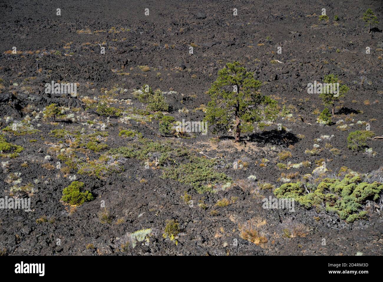 Crescita di albero ed altra vegetazione piccola che cresce fuori del Campi di lava della pomice nel Monumento Nazionale del Vulcano Newberry Lava Lands Foto Stock