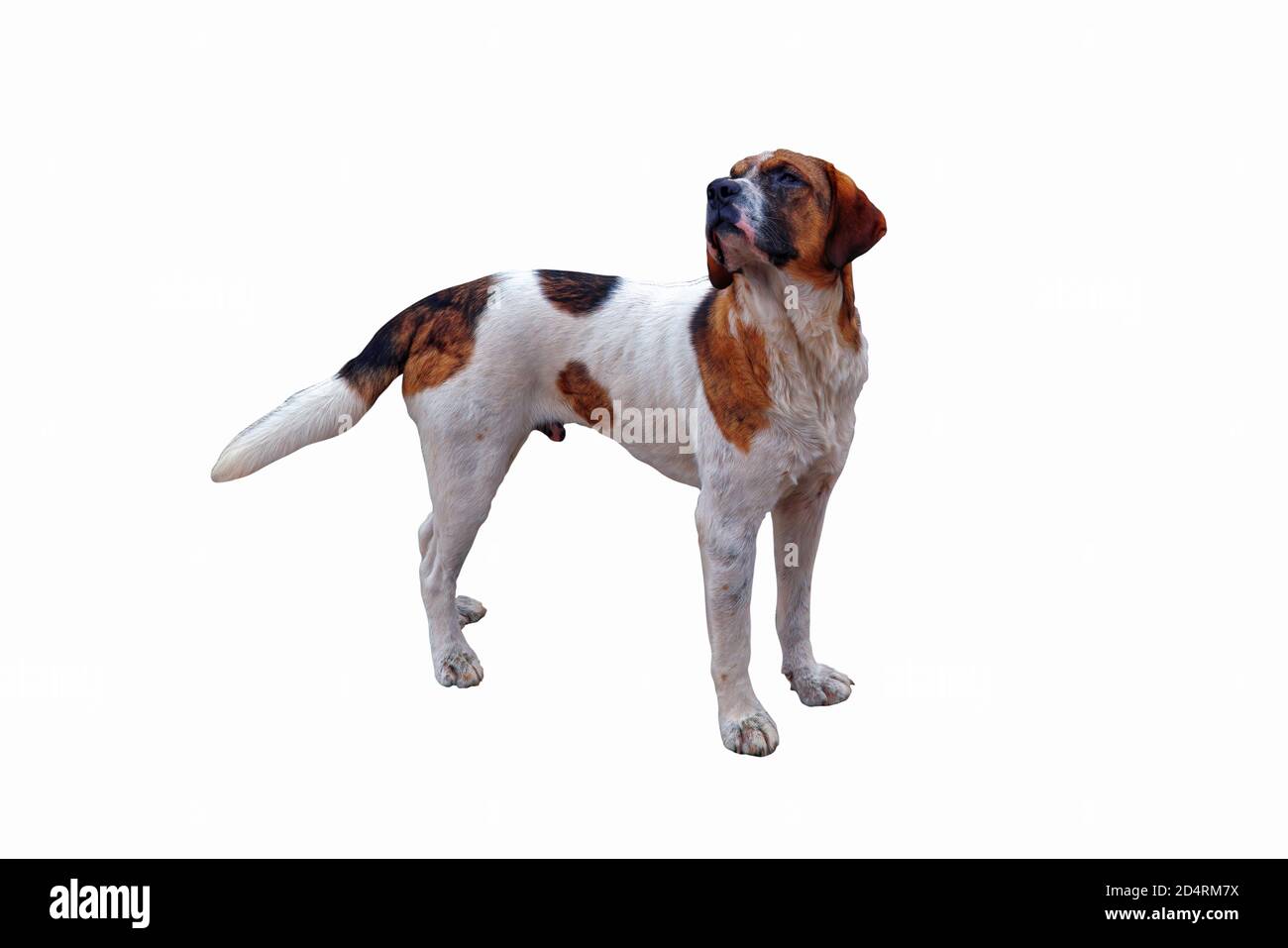 Ritratto di un cane senza dimora in purea di colore bianco e marrone in piedi su un marciapiede in asfalto. Foto Stock