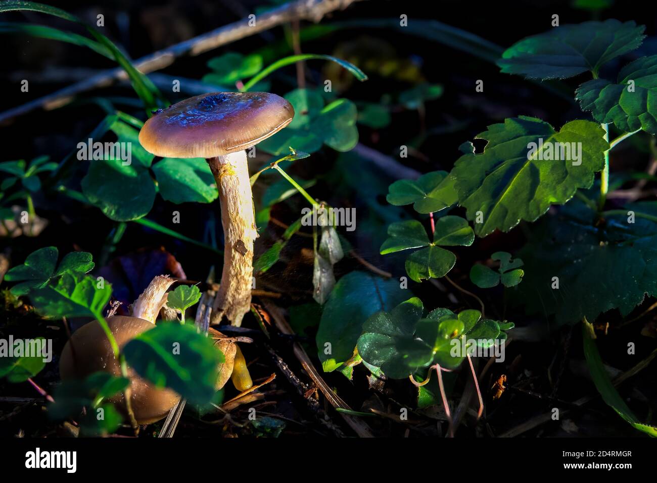 Pluteus è un genere grande di funghi di oltre 300 specie. Si tratta di seghe rotative in legno con stampe di spore rosa e branchie che sono esenti dallo stelo. Foto Stock