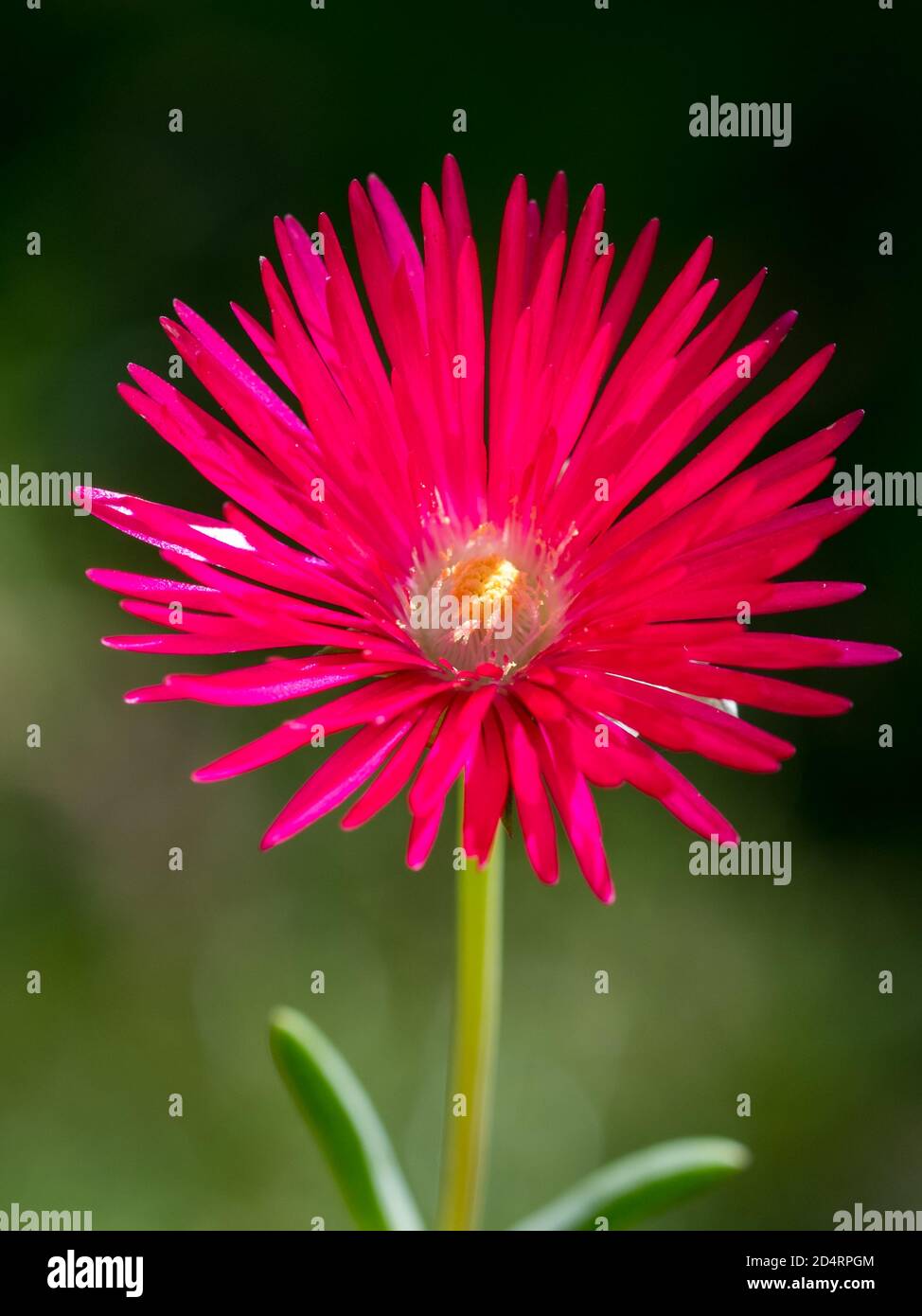 Fiore di pianta di ghiaccio rosa duro Foto Stock