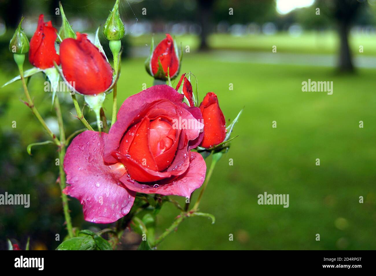 Primo piano delle rose rosso-rosa dopo la pioggia con il parco morbido sullo sfondo Foto Stock