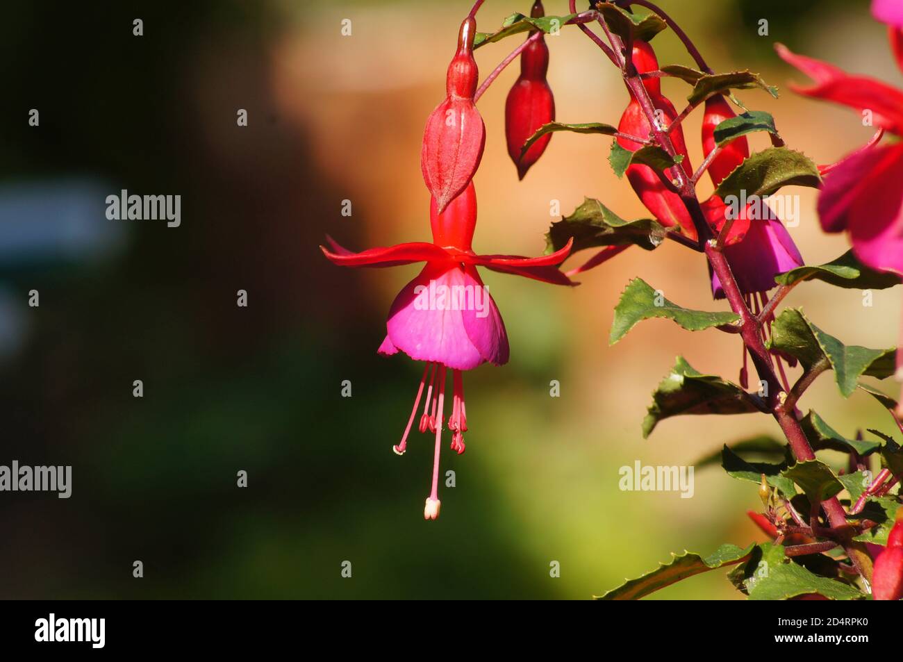 Primo piano di un fiore di Fuchsia triphylla su un cespuglio con giardino bokeh in una giornata di sole Foto Stock