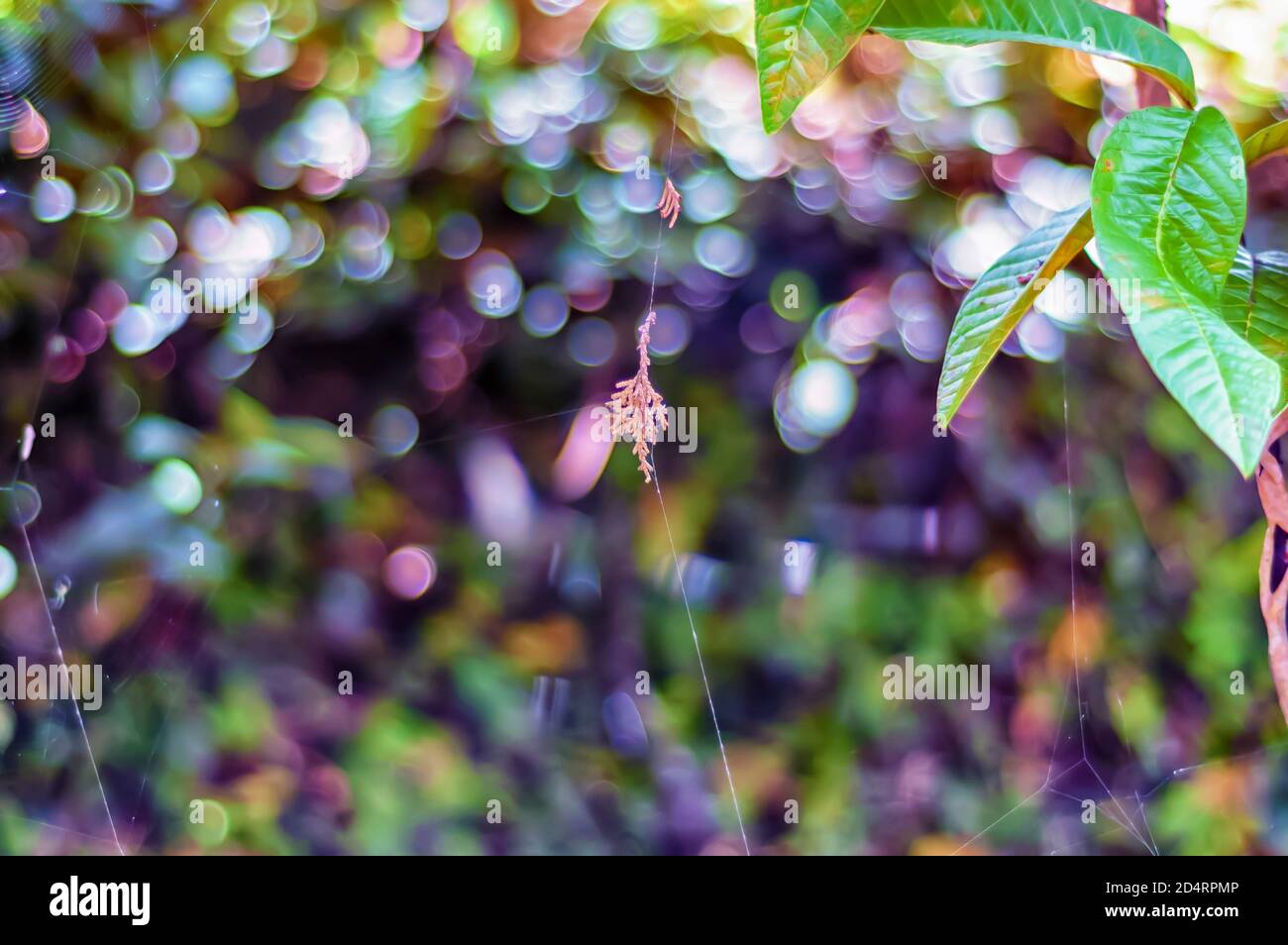Una foglia di pino secco/morto è sospesa nell'aria da tre trefoli di ragnatela. Foto Stock