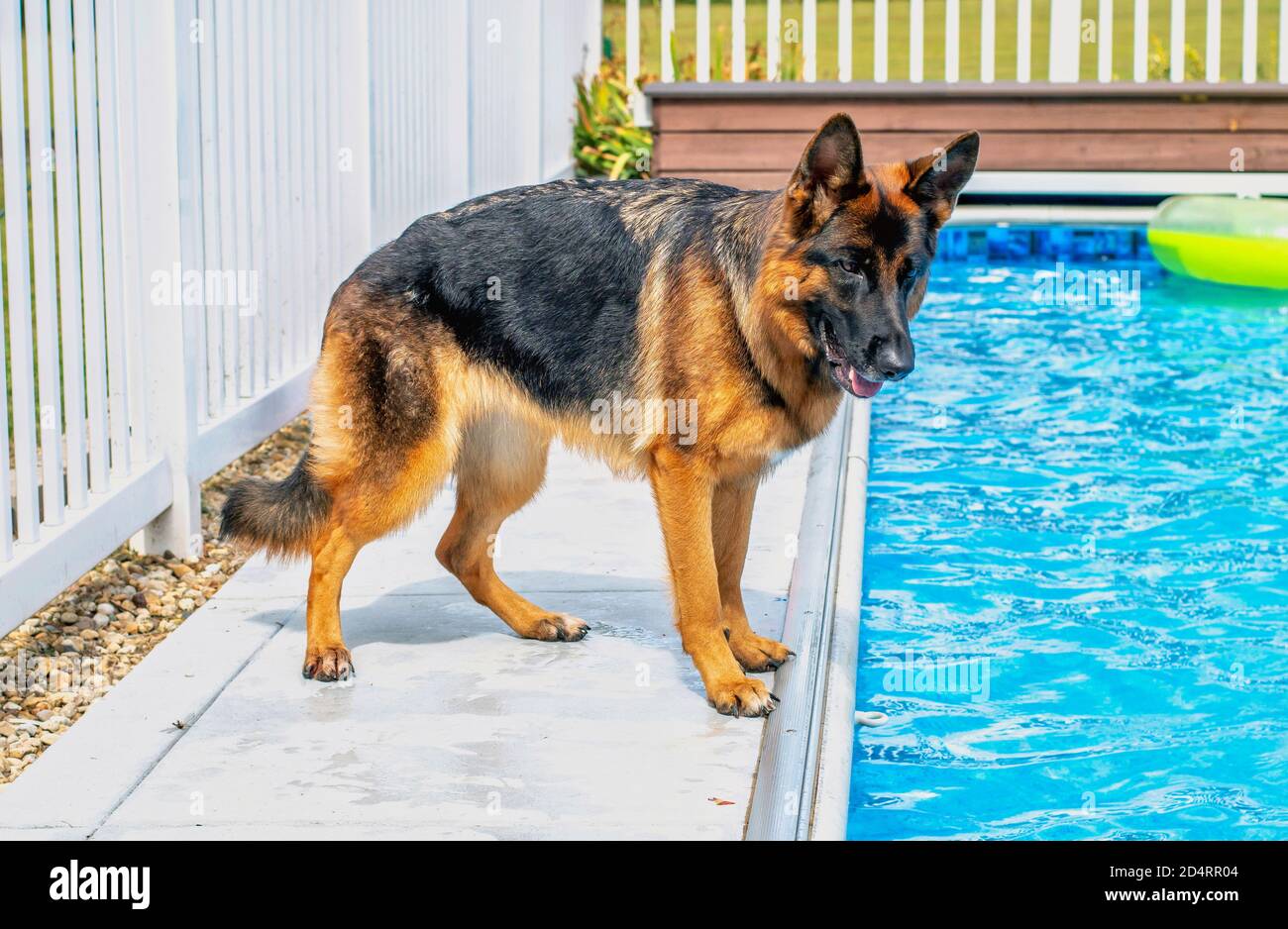 Il grande pastore tedesco si erge esitante lungo il lato a della piscina a terra, impaurito di entrare Foto Stock