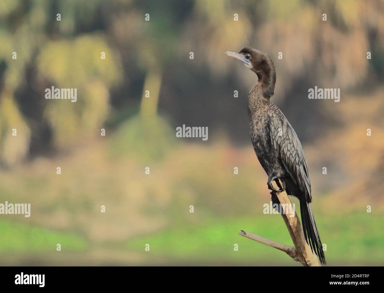 un po 'cormorano (microcarbo niger) in non allevamento piumaggio, santuario degli uccelli purbastali o chufir char (lago chupi), bengala occidentale, india Foto Stock