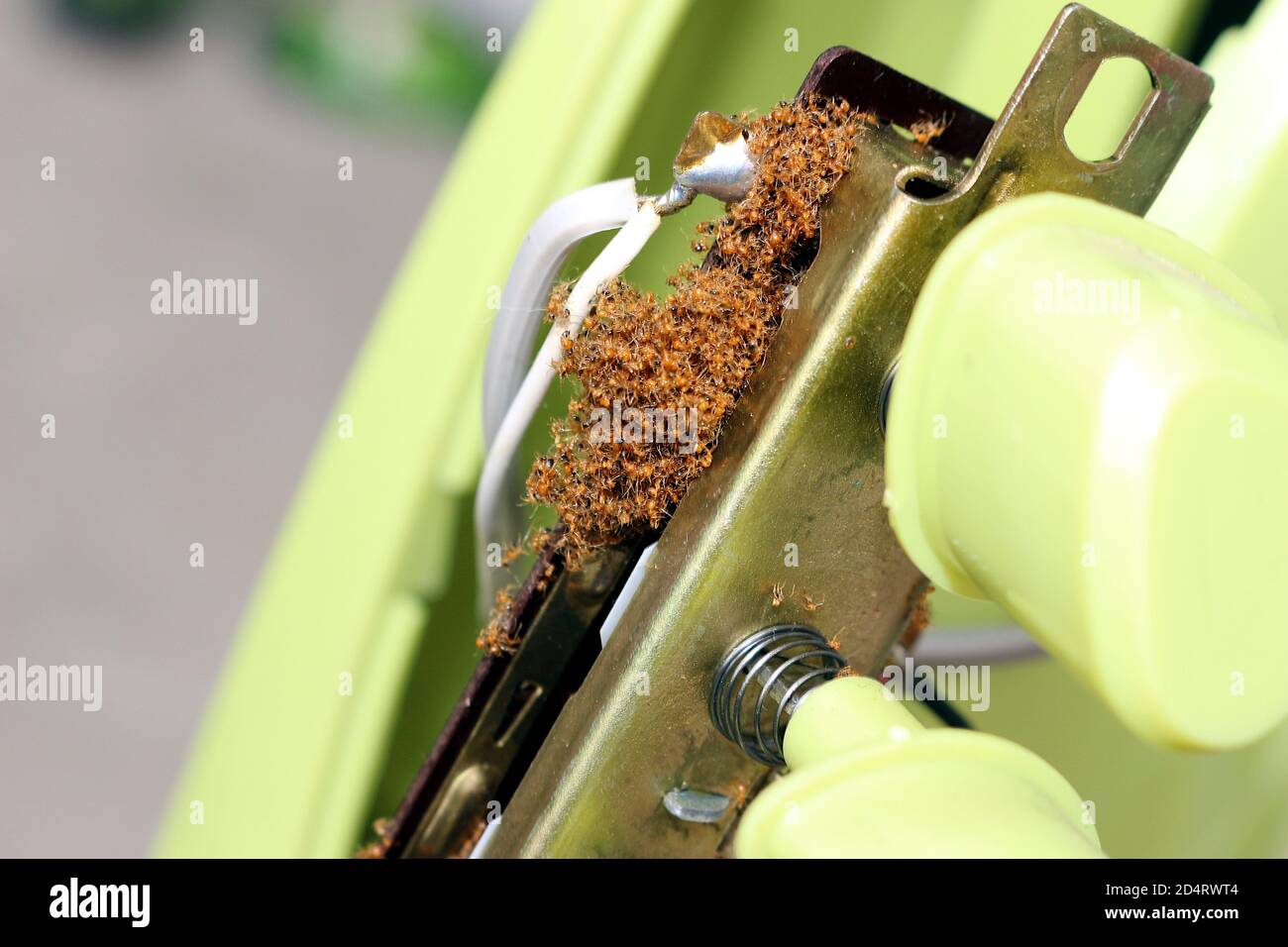 I residui di formiche morte sono stati raggruppati insieme nell'interruttore della ventola. Foto Stock