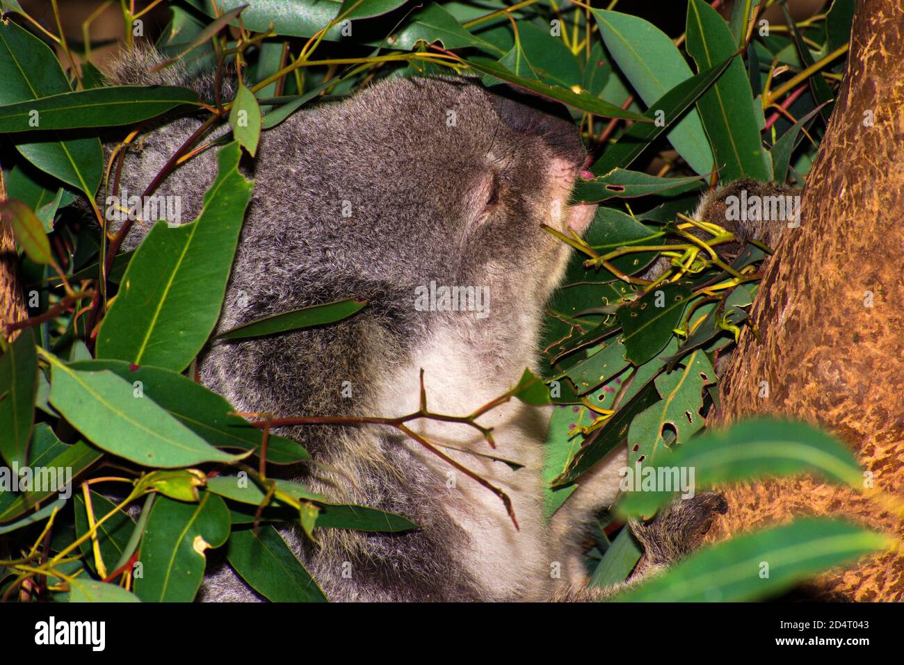 Koala 1 Foto Stock