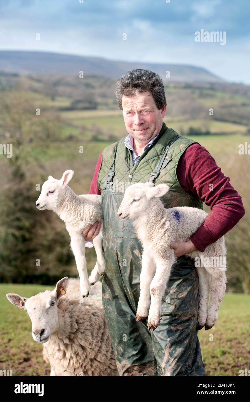 Un allevatore di pecore Herefordshire che raccoglie agnelli vicino Michaelchurch Escley con Lo sfondo delle Black Mountains gallesi Foto Stock