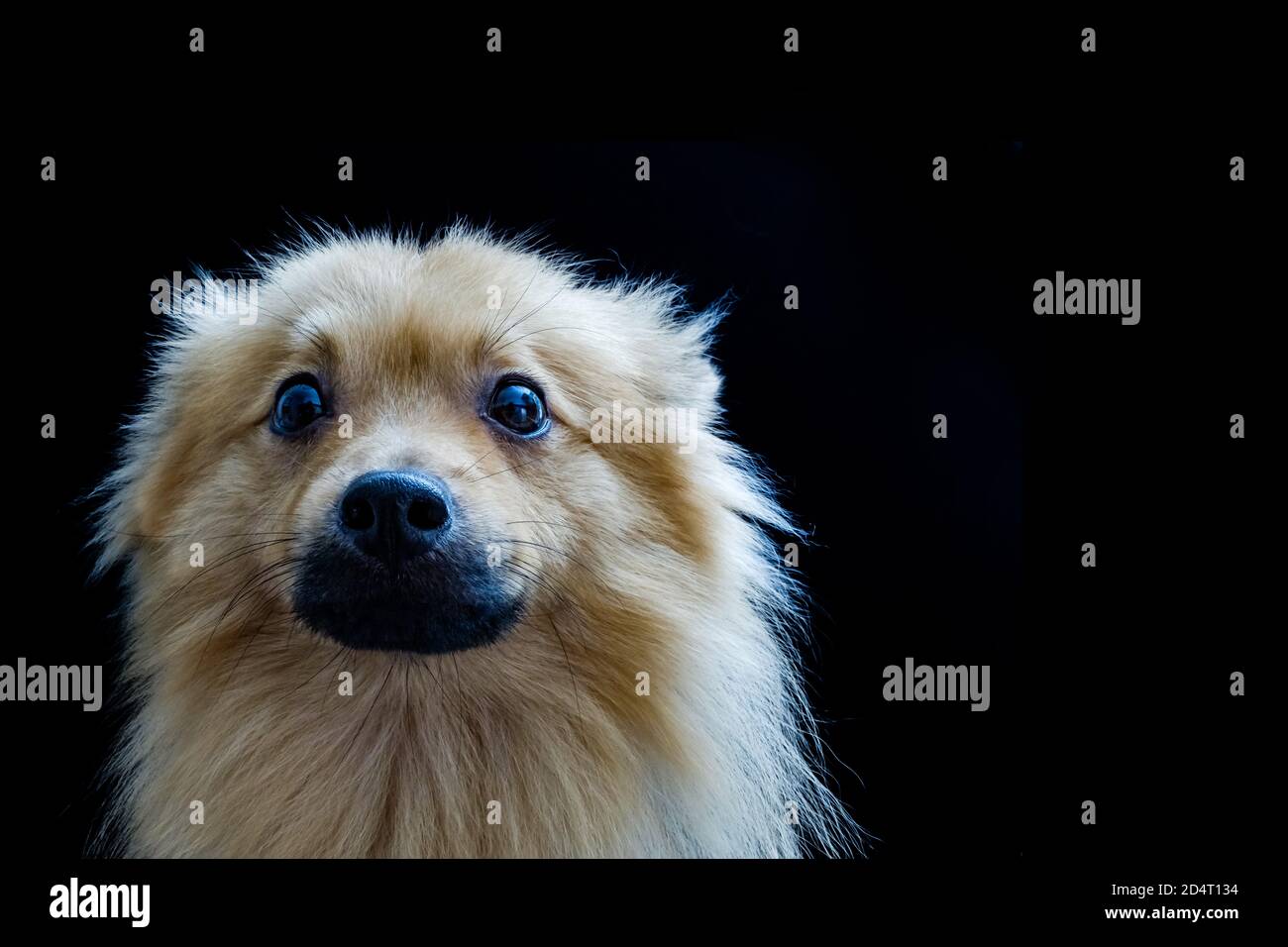 Un cane al buio Foto Stock