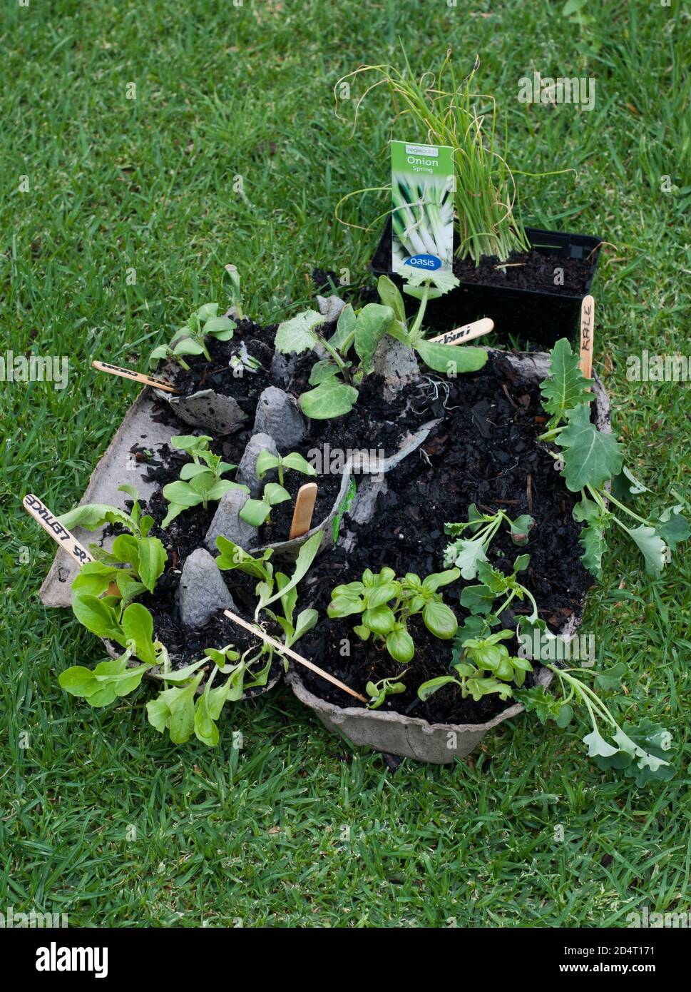 Piantine di verdure pronte per essere piantate a Melbourne, Australia. Il blocco 2020 COVID-19 ha innescato un boom nella coltivazione domestica di giardini commestibili. Foto Stock