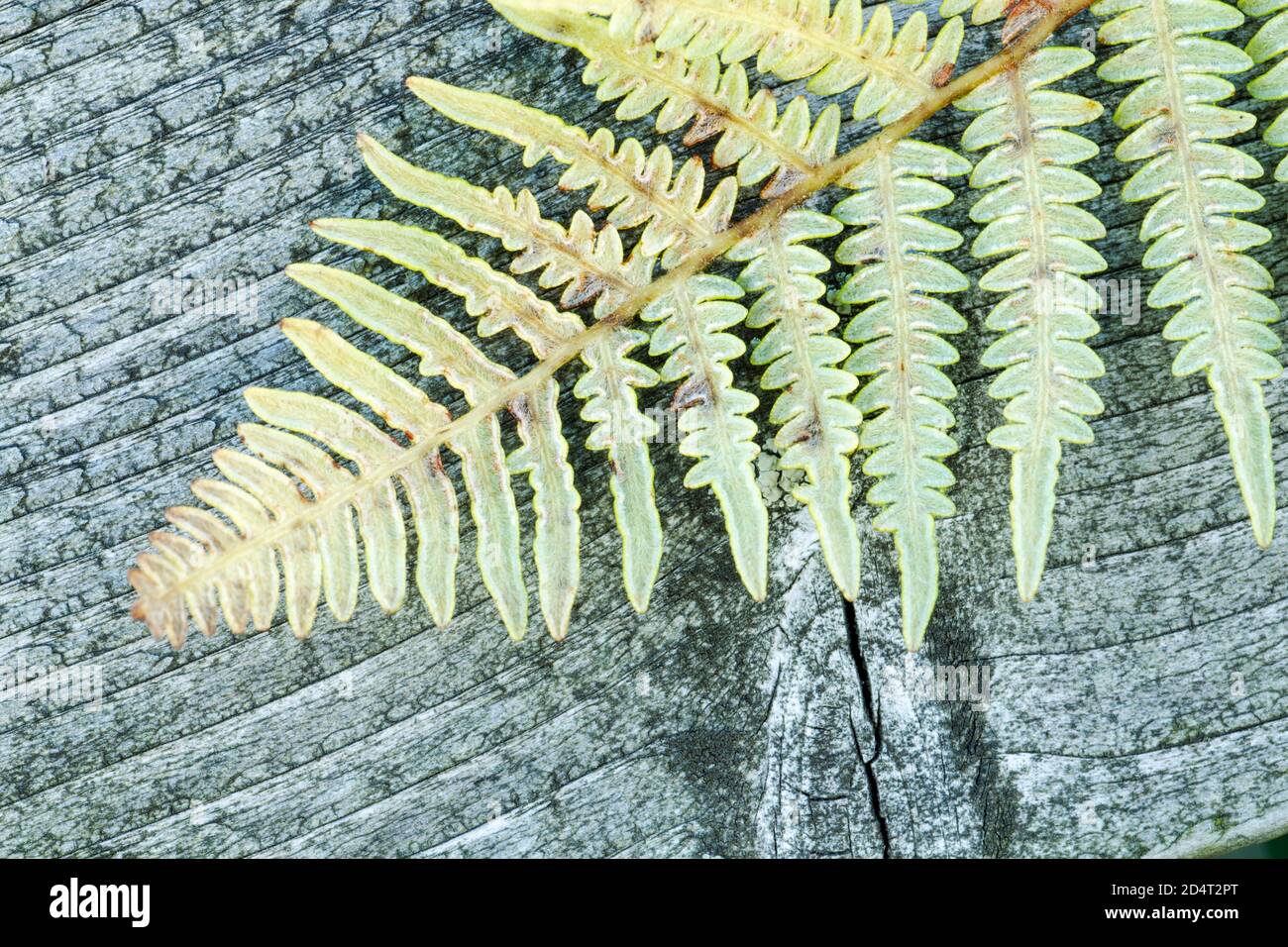 Bracken, Pteridium aquilinum, una felce inglese originaria comunemente trovata nei boschi e nelle brughiera. Mostra la parte inferiore delicata delle sue parti anteriori appoggiate Foto Stock