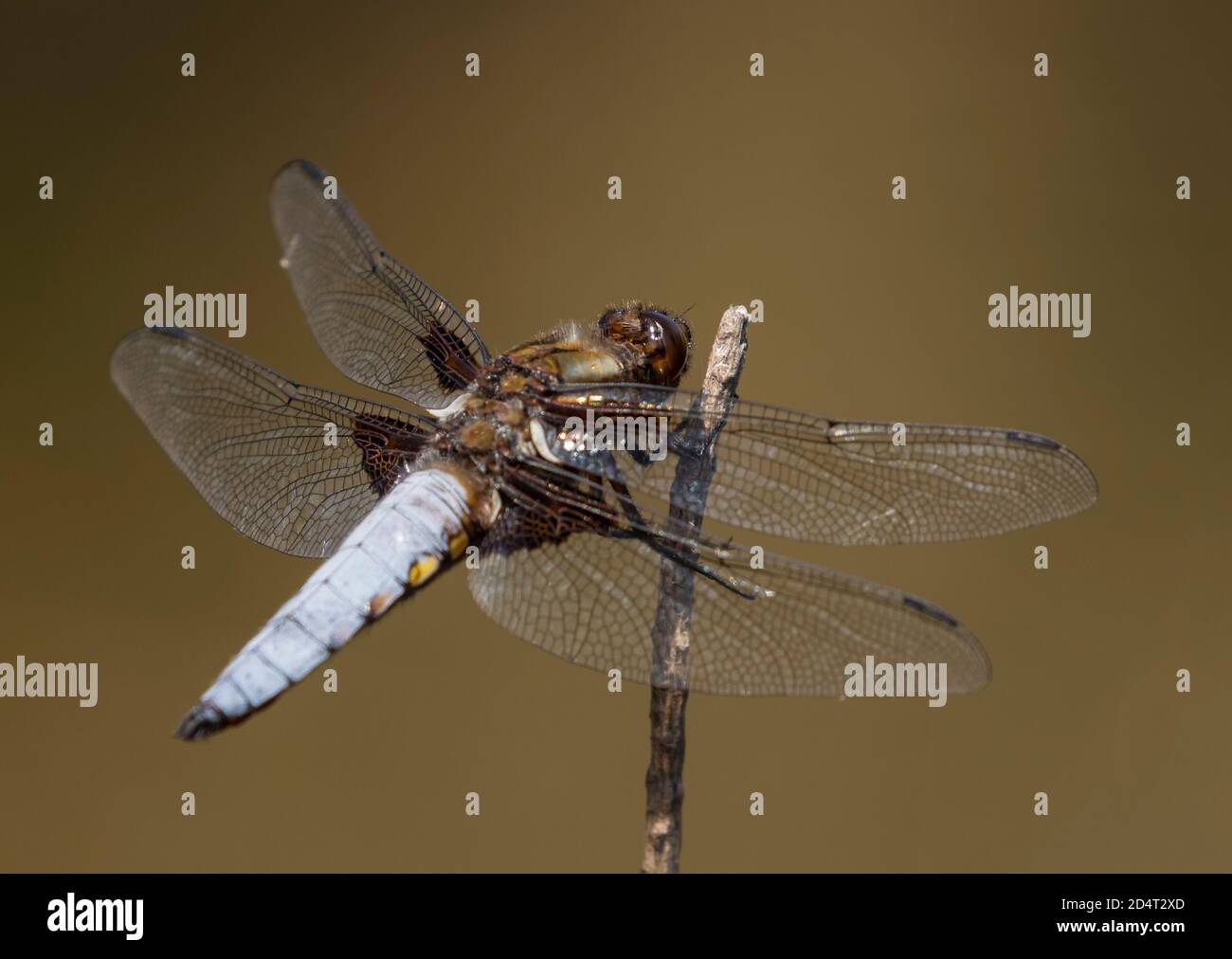Ampia Chaser corposo Foto Stock