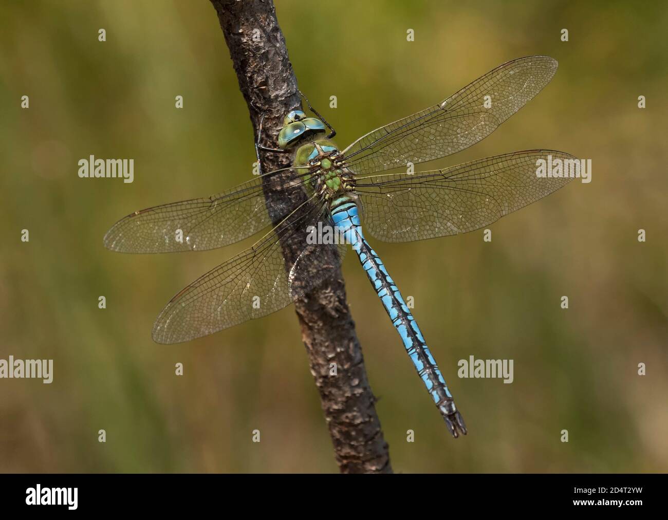 Maschio a forma di libellula imperatore Foto Stock