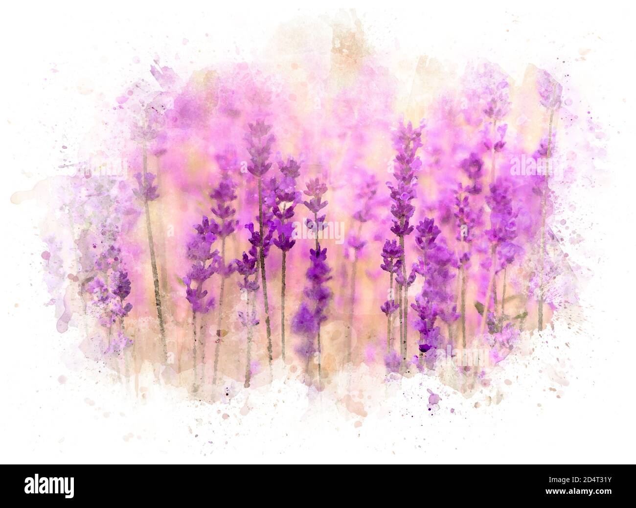 Campo di lavanda, Francia, cartolina come disegno acquerello Foto Stock