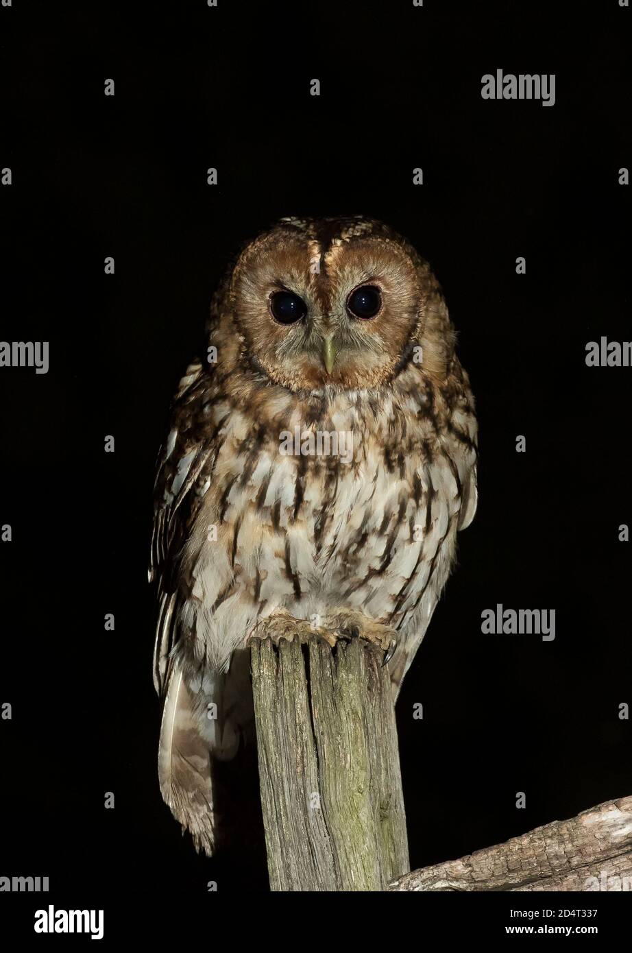Gufo Tawny Foto Stock