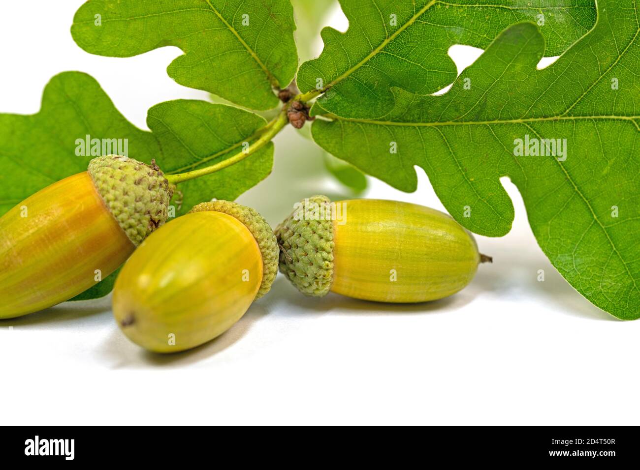 Frutti di farnia, Quercus robur L. in autunno Foto Stock
