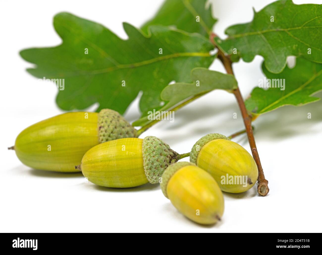 Frutti di farnia, Quercus robur L. in autunno Foto Stock