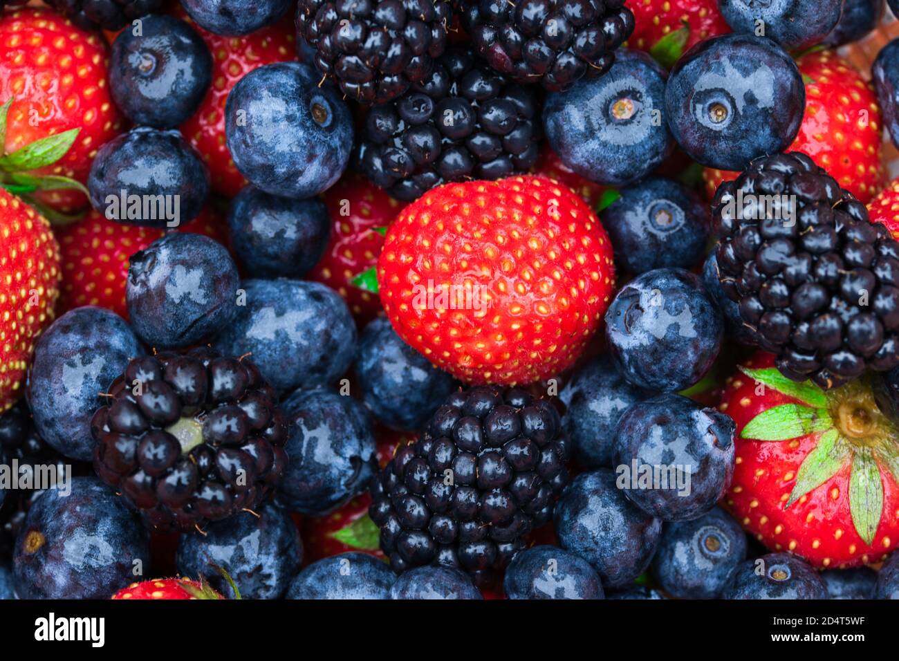 Frutti di bosco freschi di fondo con struttura piena di frutti con primo piano di fragole mature e succose, mirtilli e more Foto Stock