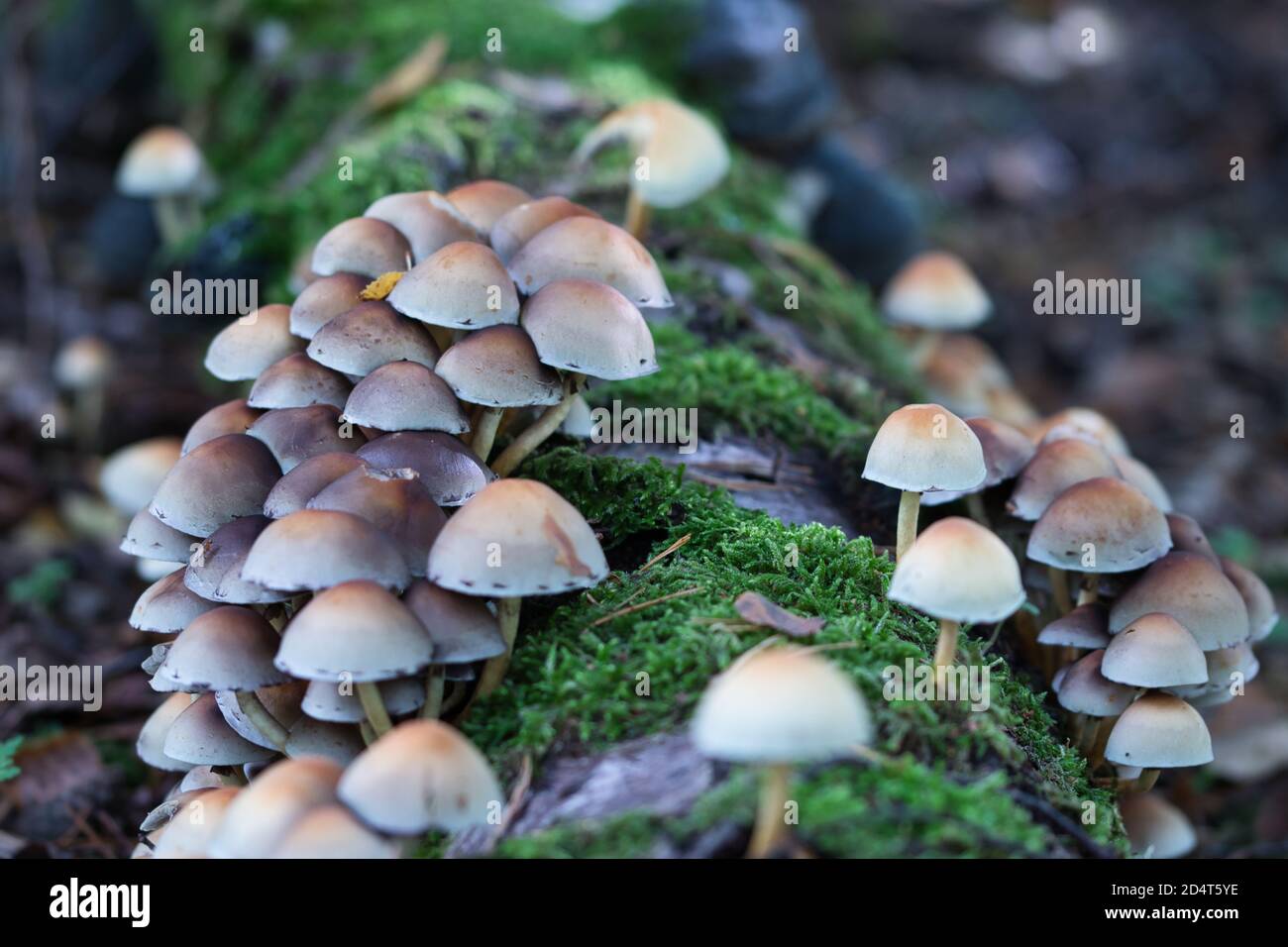 Boschivo a grappolo , funghi di tufts di zolfo che crescono in grappoli su un tronco di albero morto coperto di muschio nel bosco, background della stagione autunnale Foto Stock