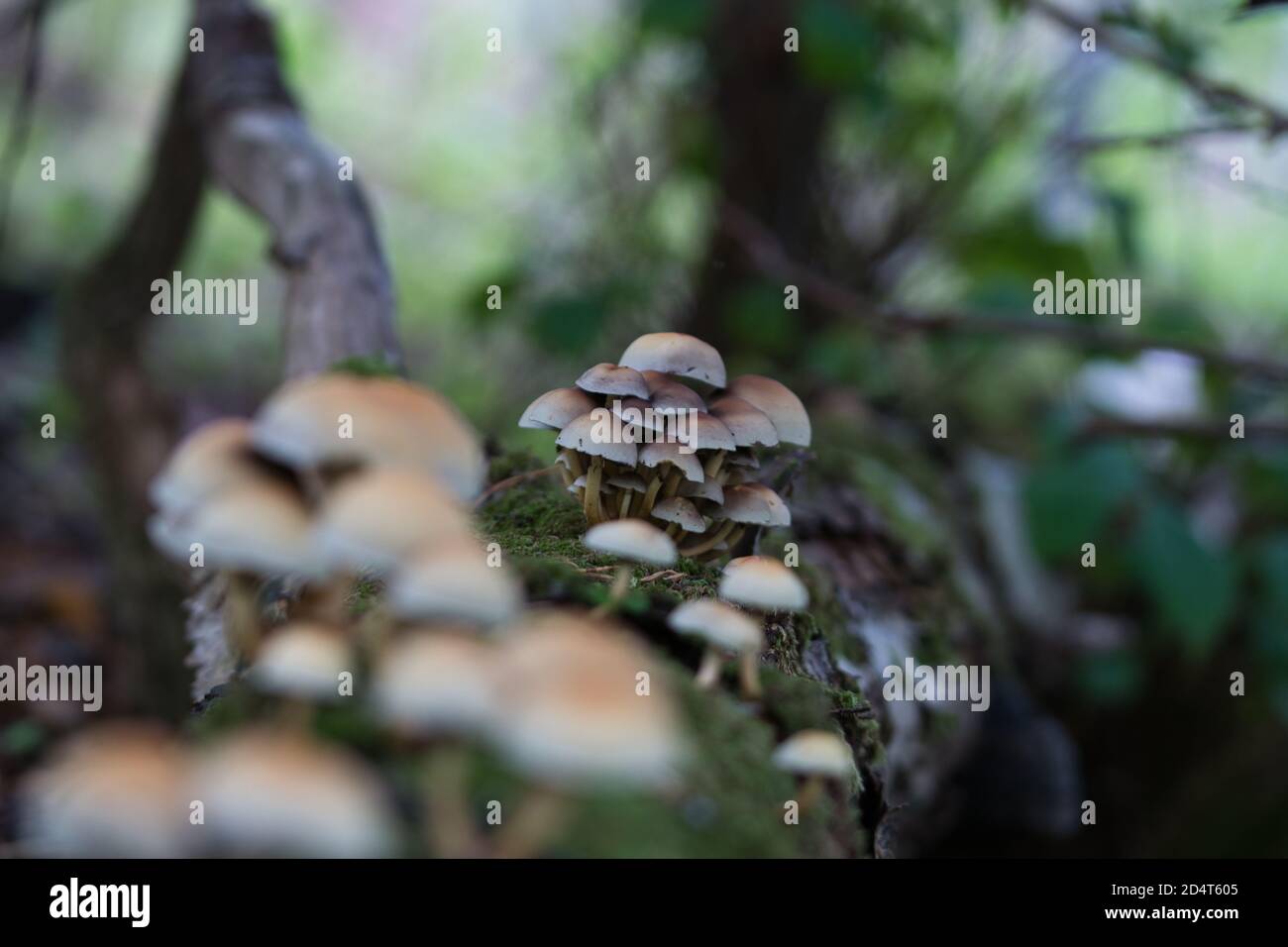 Boschivo a grappolo , funghi di tufts di zolfo che crescono in grappoli su un tronco di albero morto coperto di muschio nel bosco, background della stagione autunnale Foto Stock