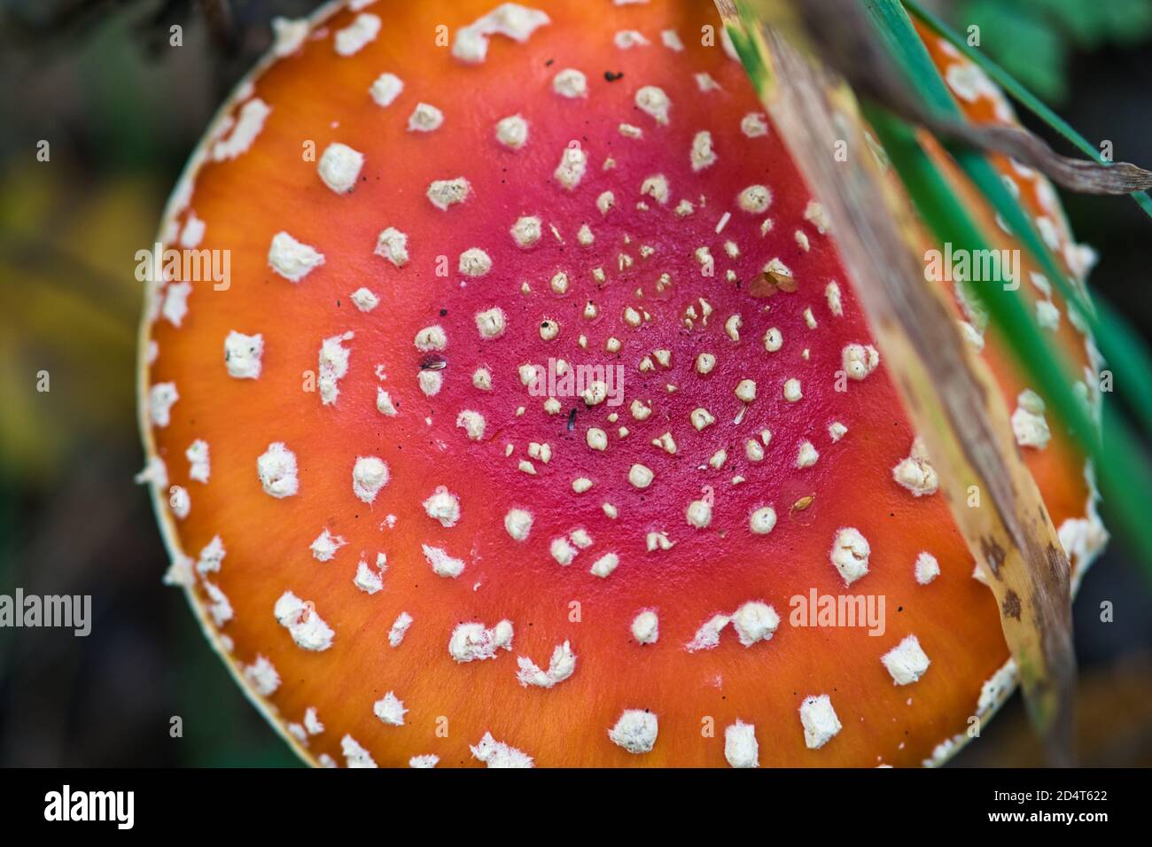 Volate in primo piano agarico, amanita fungo vibrante cappello rosso con puntini bianchi web sfondo autunno Halloween Foto Stock