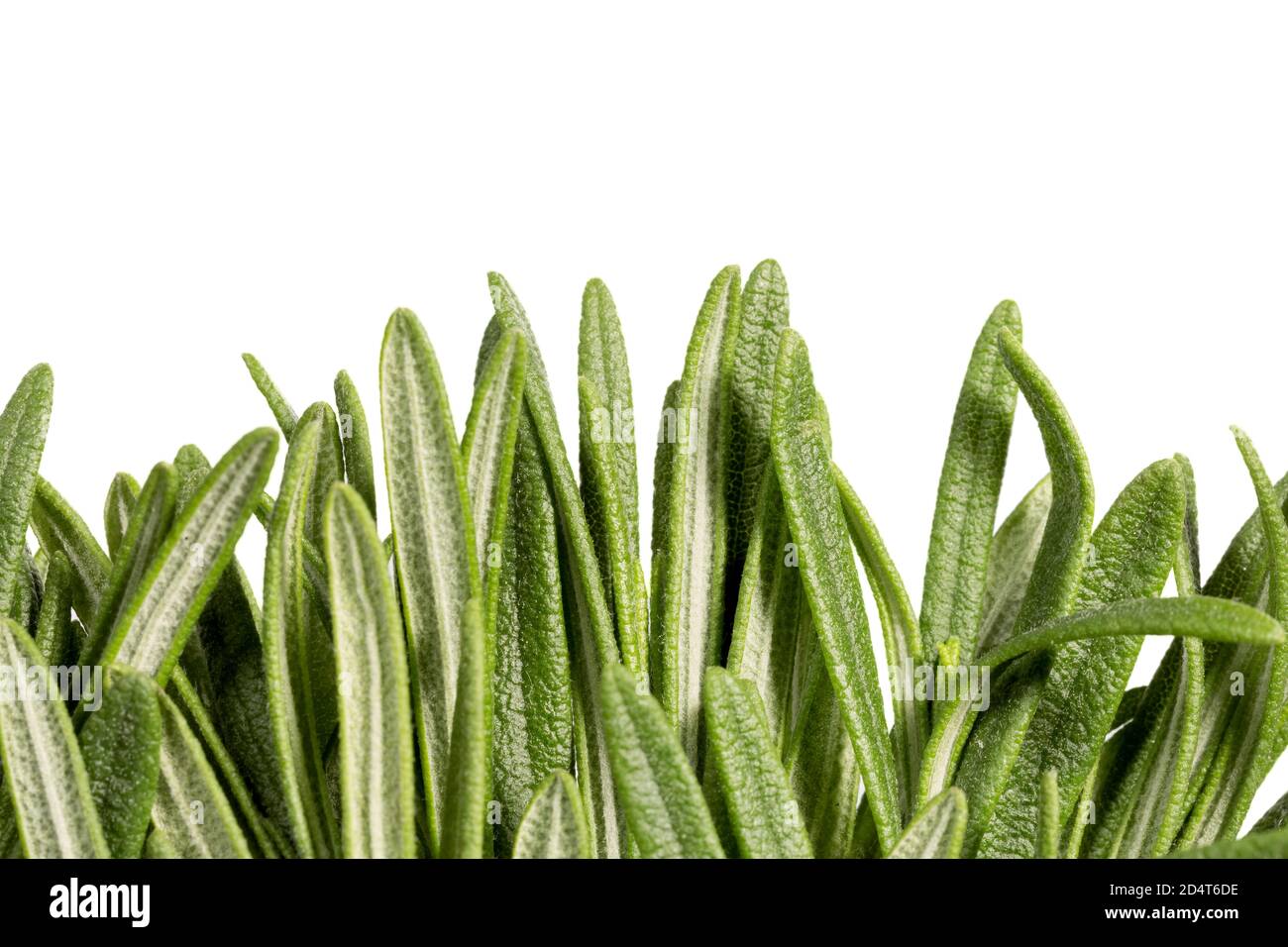 Rosmarino a foglia fresca con fondo bianco a metà. Foto Stock