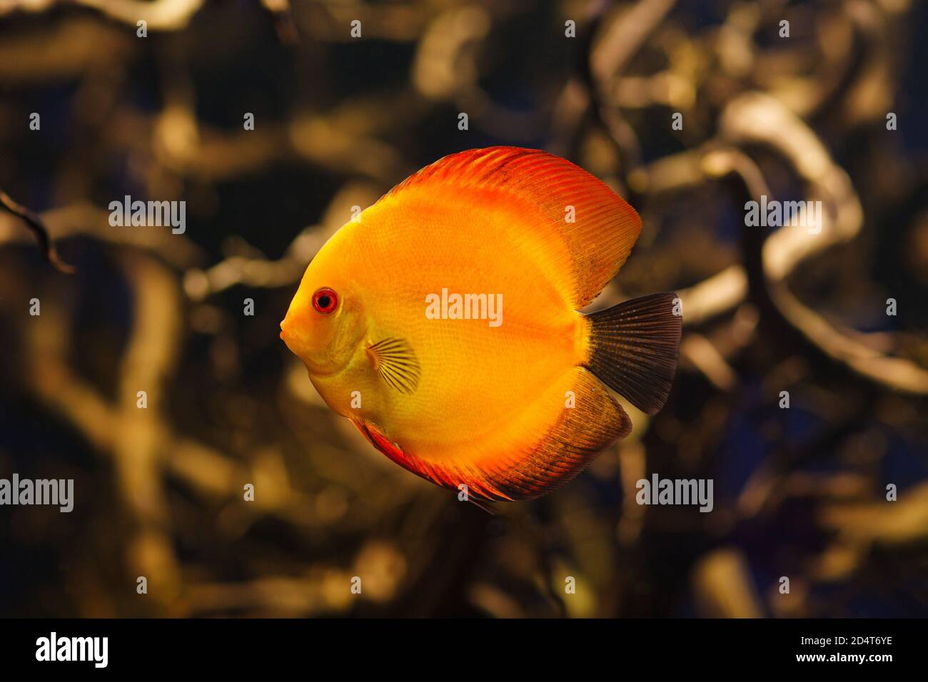 Symphysodon rosso discus primo piano nel fiume Amazonian. Foto Stock