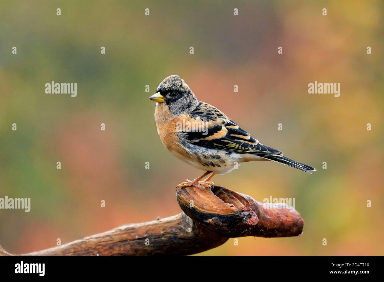 Brambling nei colori autunnali. Foto Stock