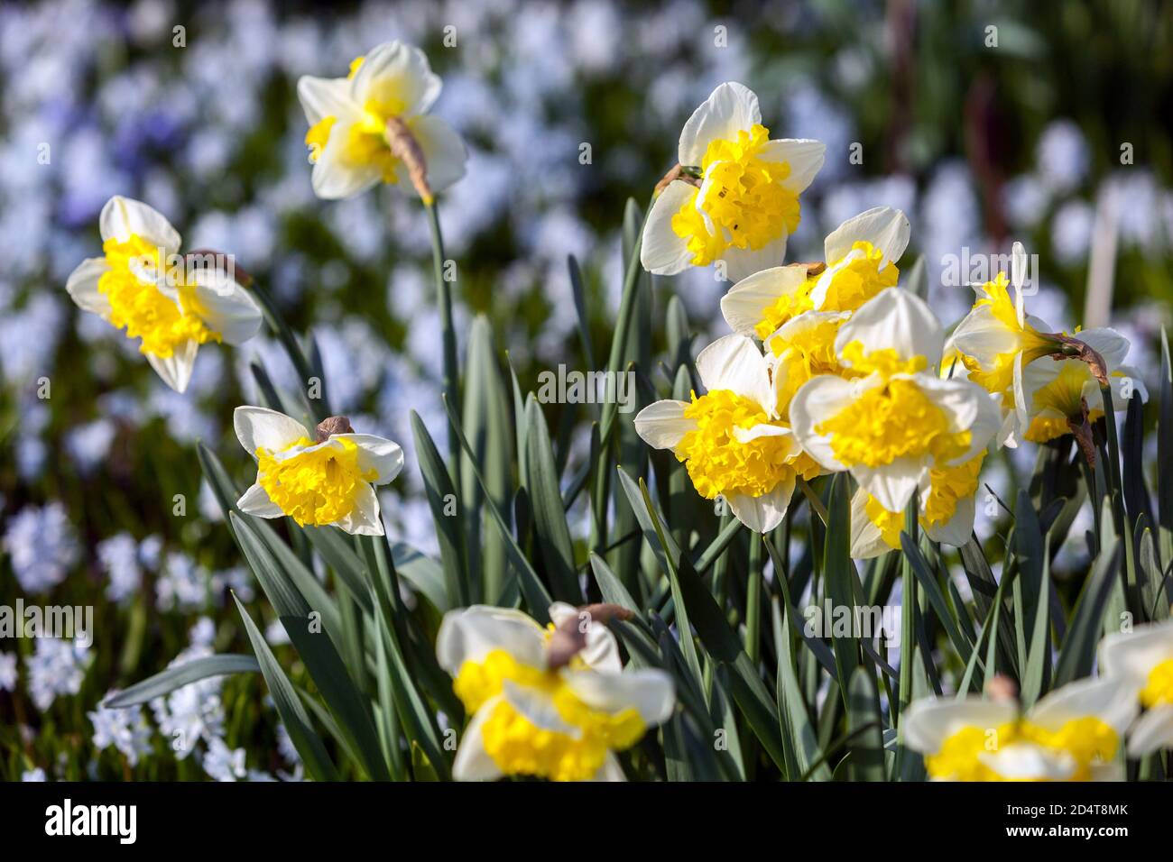 Primo giardino primaverile fiori Giardino primaverile Fiori da giardino Narciso fiori di marzo Daffodil piante primaverili in giardino Daffodils Scilla Foto Stock