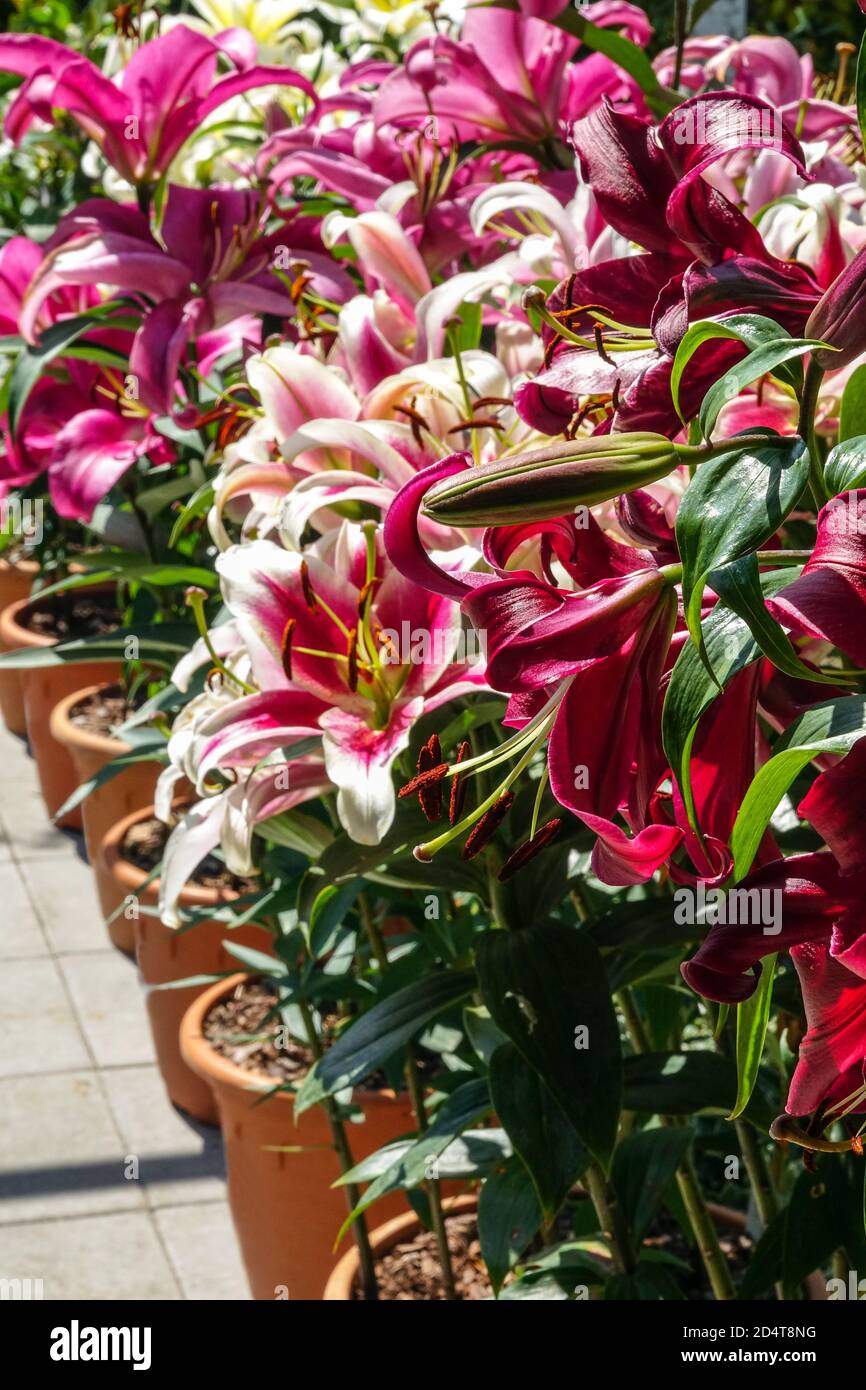 Giardino vasi fiori Lilies estate luglio Foto Stock