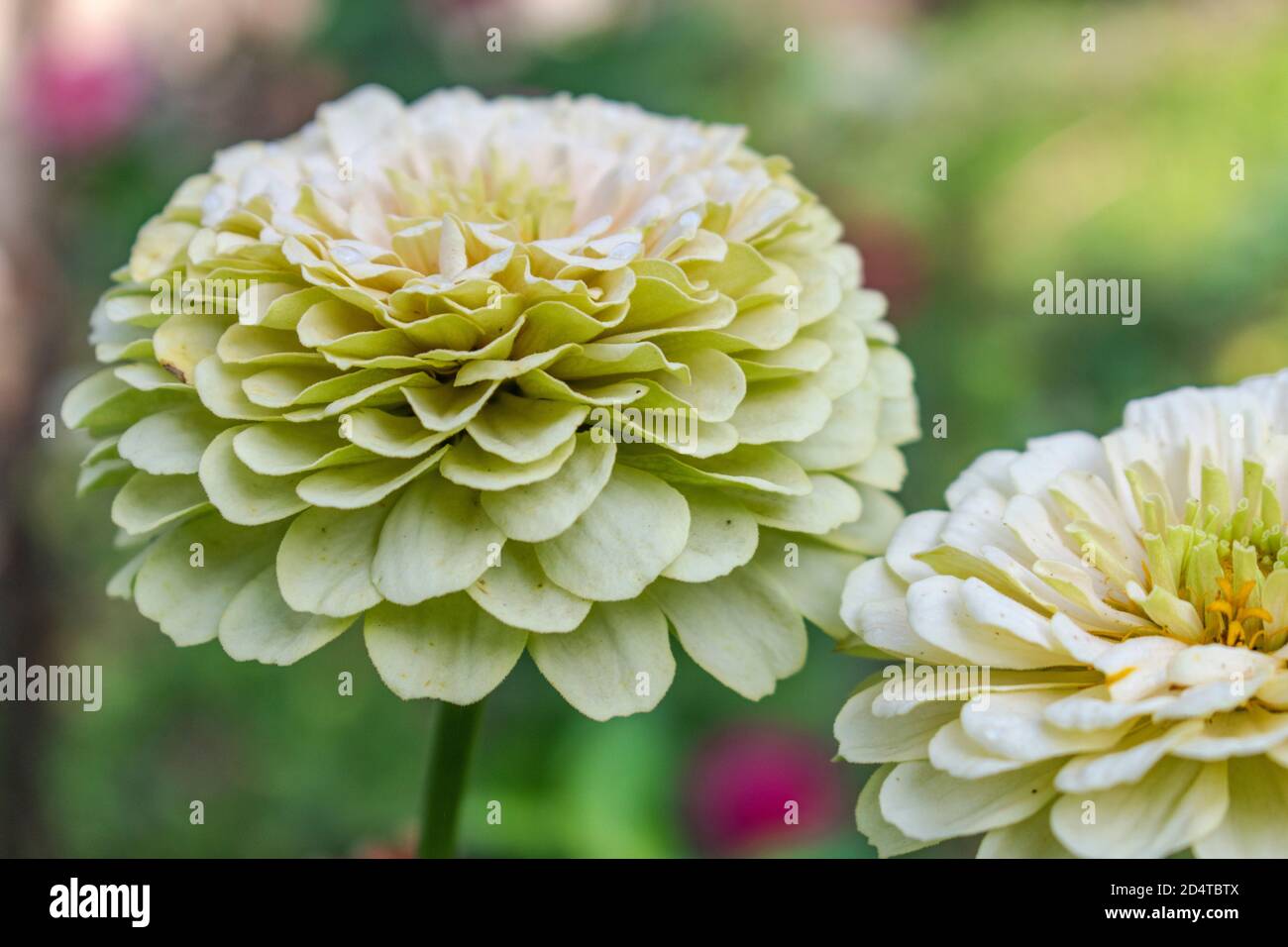 Primo piano di fiori Zinnia elegans bianchi Foto Stock