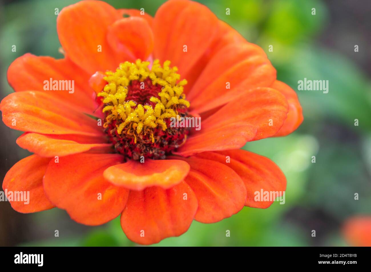 Primo piano di Zinnia elegans arancio fiore in fiore Foto Stock