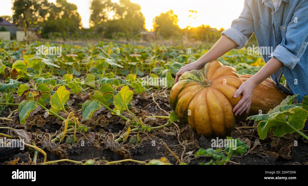 Coltivatore con zucca su un campo di zucche. Foto Stock