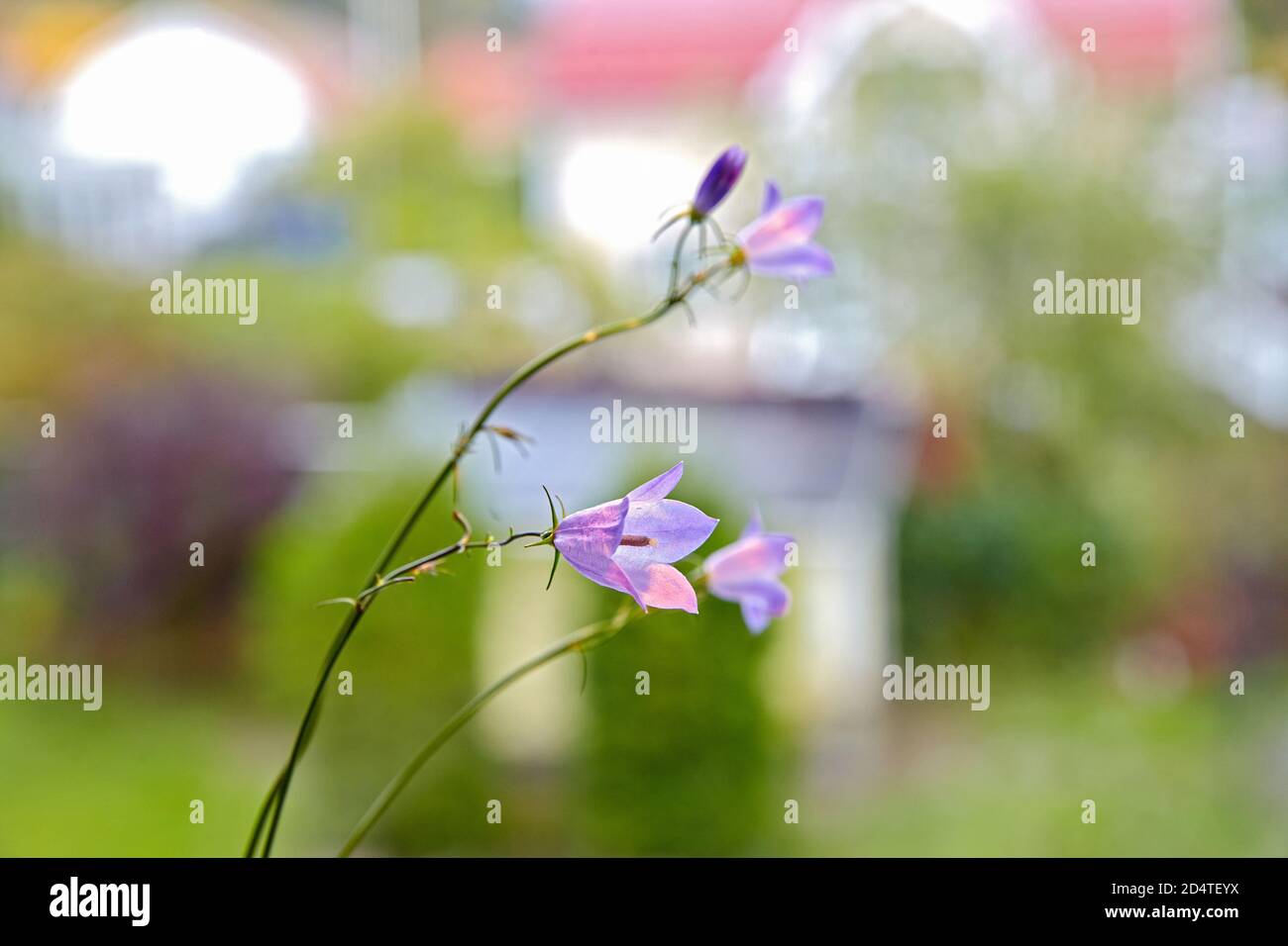 Harebell in una finestra, malmkoping Svezia Foto Stock