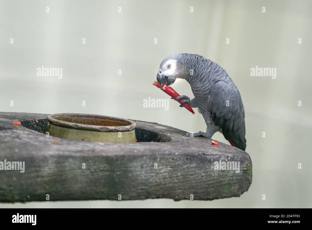 African Grey Parrot mangiare un rosso freddo all'interno di una gabbia Foto Stock