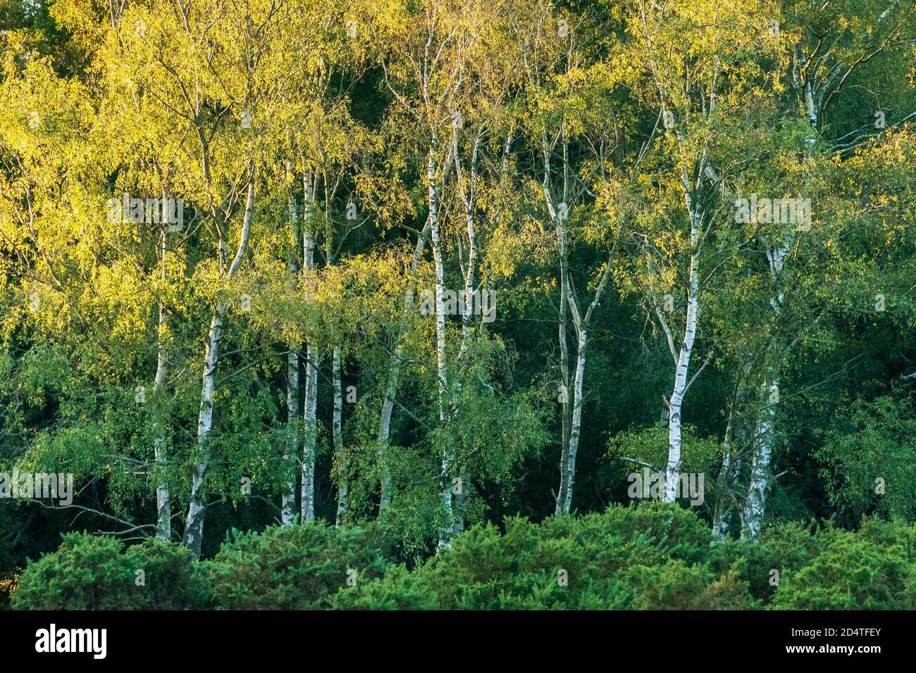Silver Birch alberi con luce solare sulle cime degli alberi e foglie che diventa giallo in ottobre, autunno, Regno Unito Foto Stock